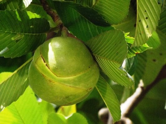 চালতার উপকারিতা