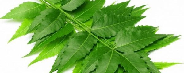 ভাইরাস রোগব্যাধি দূর করতে নিমপাতার গুণাগুণ