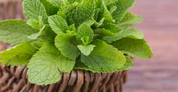 পুদিনা পাতার পুষ্টিগুণঃ