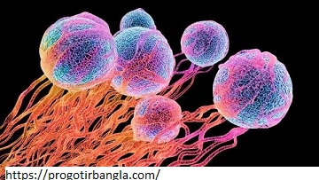 ক্যান্সারের ঝুঁকি হ্রাস করেঃ