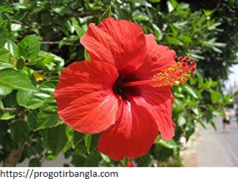 চুল মজবুত করতে জবা ফুলের উপকারিতা