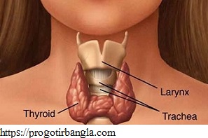থাইরয়েড