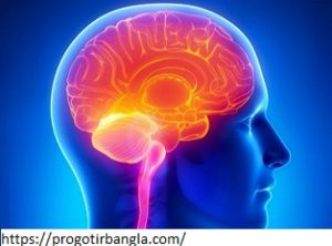 মস্তিষ্কের কার্যক্ষমতা বৃদ্ধি করেঃ