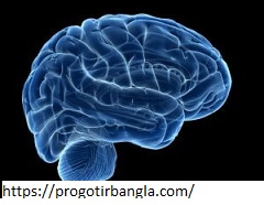 মস্তিষ্ক সক্রিয় রাখে