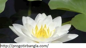 শাপলা ফুল কি
