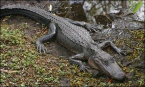 alligatorfullcolumn