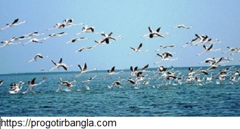 চিল্কা লেক (Chilka Lake)