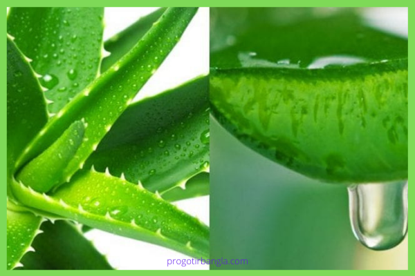 অ্যালোভেরাঃ
