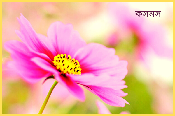 কসমস