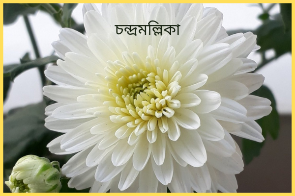 চন্দ্রমল্লিকা