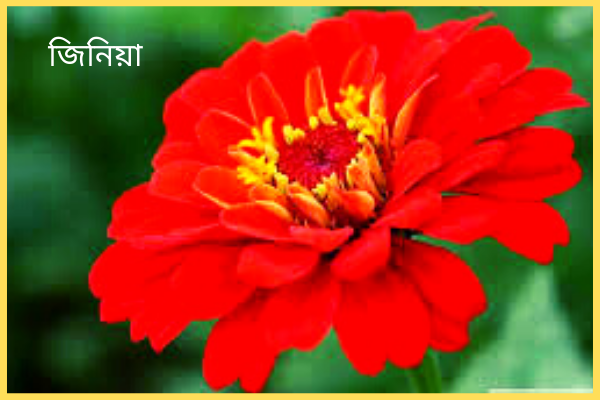 জিনিয়া