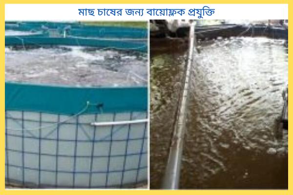 মাছ চাষের জন্য বায়োফ্লক প্রযুক্তি কেন উপযুক্ত?