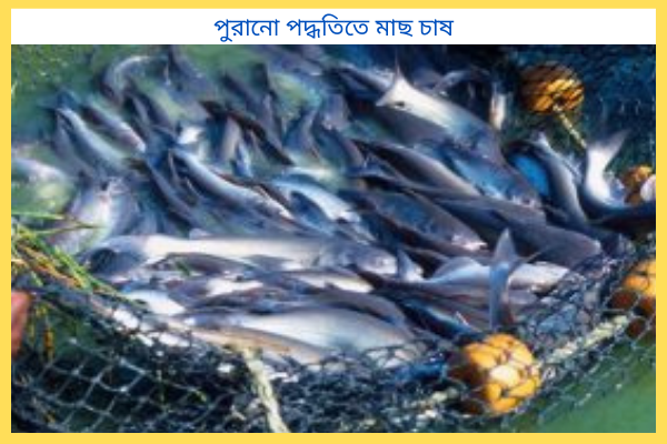 পুরানো পদ্ধতিতে মাছ চাষে কি কি সমস্যা হয়