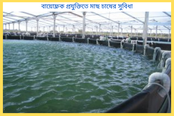 বায়োফ্লক প্রযুক্তিতে মাছ চাষের সুবিধা