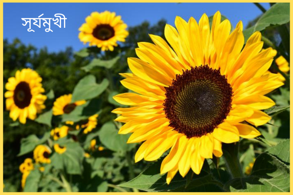 সূর্যমুখী