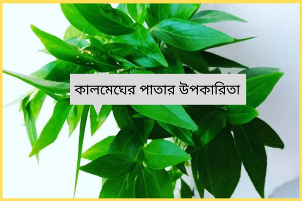 কালমেঘের পাতার উপকারিতা