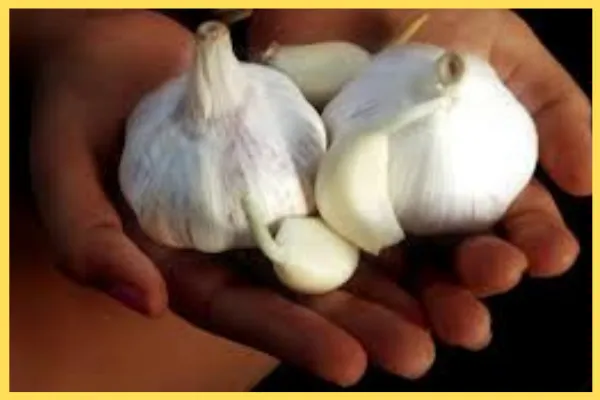 সিদ্ধ রসুন অ্যান্টিবায়োটিকের কাজ করে:
