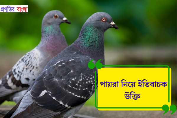 পায়রা নিয়ে ইতিবাচক উক্তি