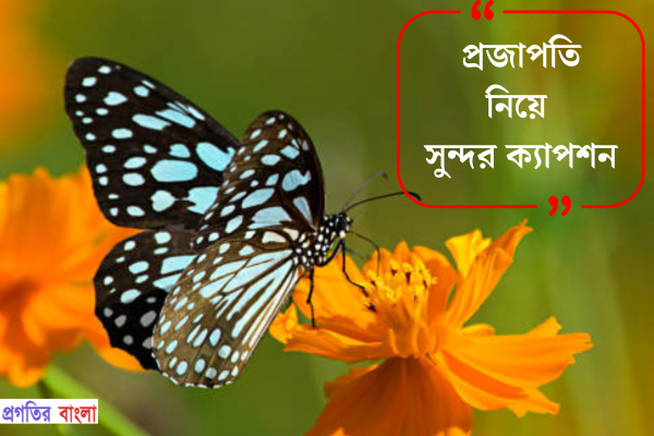 প্রজাপতি নিয়ে সুন্দর ক্যাপশন