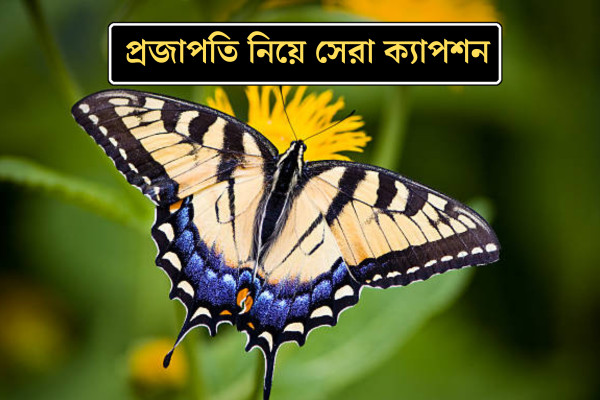  প্রজাপতি নিয়ে ক্যাপশন 