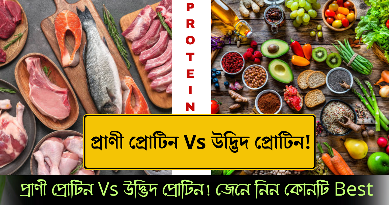 প্রোটিন