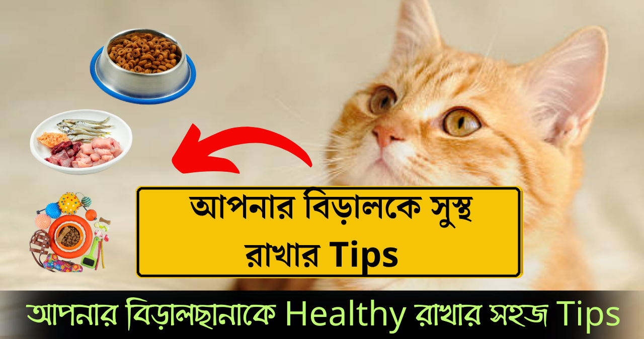 বিড়ালছানা