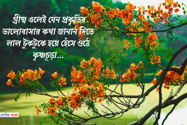 কৃষ্ণচূড়া নিয়ে উক্তি