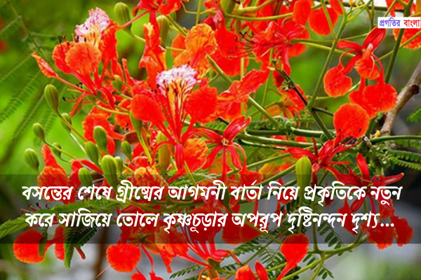 কৃষ্ণচূড়া নিয়ে উক্তি