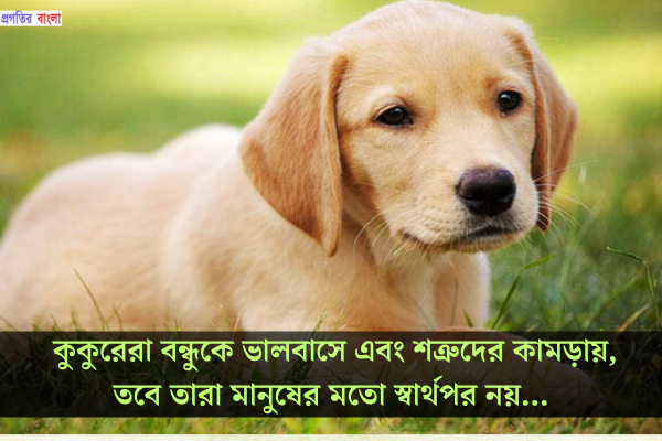 কুকুর নিয়ে উক্তি