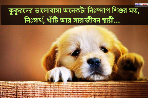 কুকুর নিয়ে উক্তি