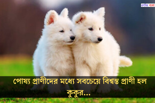 কুকুর নিয়ে উক্তি