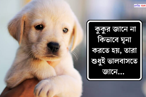 কুকুর নিয়ে উক্তি