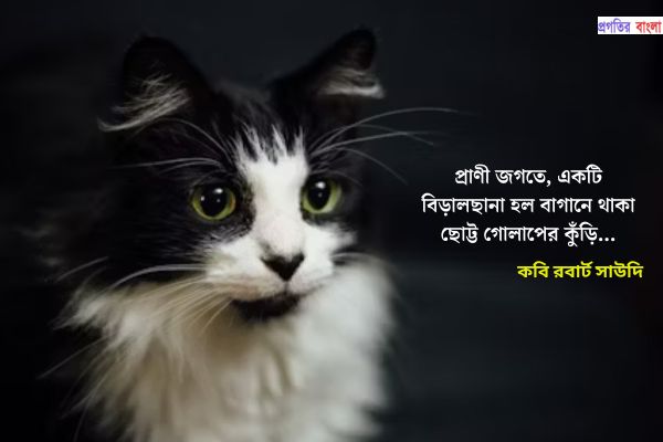 বিড়াল নিয়ে ইতিবাচক উক্তি