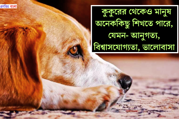 কুকুর নিয়ে উক্তি