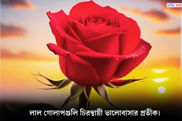 লাল গোলাপ ফুল নিয়ে ক্যাপশন