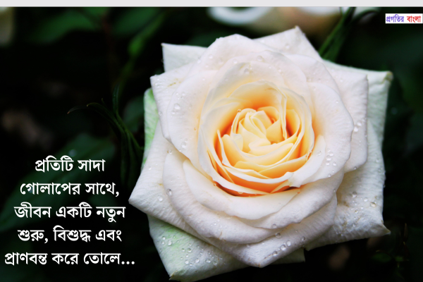 সাদা গোলাপ ফুল নিয়ে ক্যাপশন 
