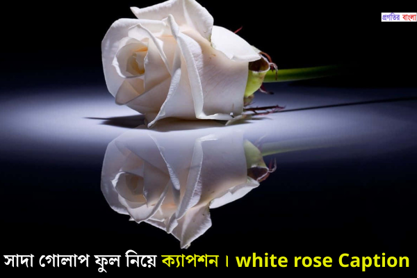 সাদা গোলাপ ফুল নিয়ে ক্যাপশন 