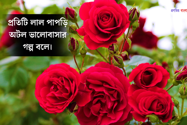গোলাপ ফুল নিয়ে স্ট্যাটাস