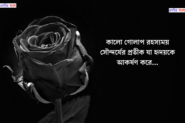 কালো গোলাপ ফুল নিয়ে ক্যাপশন