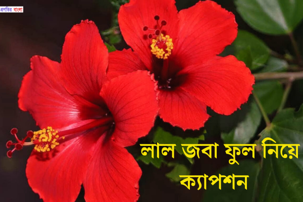 লাল জবা ফুল নিয়ে ক্যাপশন 