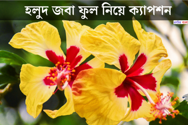 হলুদ জবা ফুল নিয়ে ক্যাপশন 