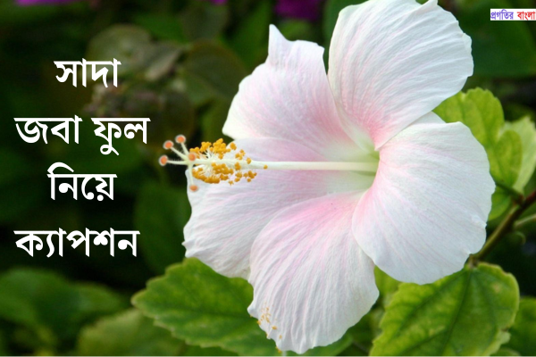 সাদা জবা ফুল নিয়ে ক্যাপশন 