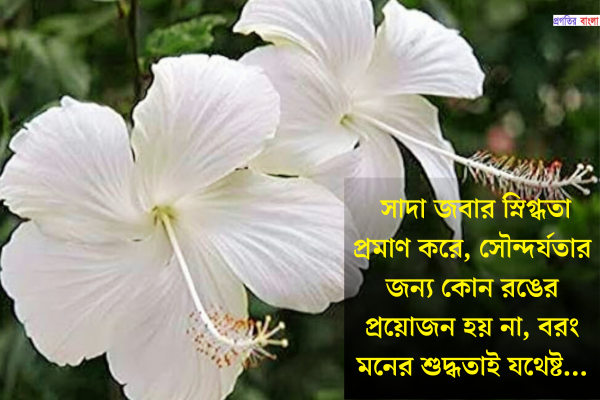 সাদা জবা ফুল নিয়ে ক্যাপশন 