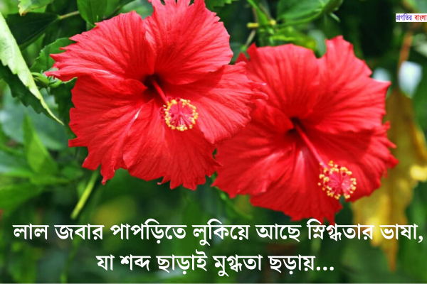 লাল জবা ফুল নিয়ে ক্যাপশন 