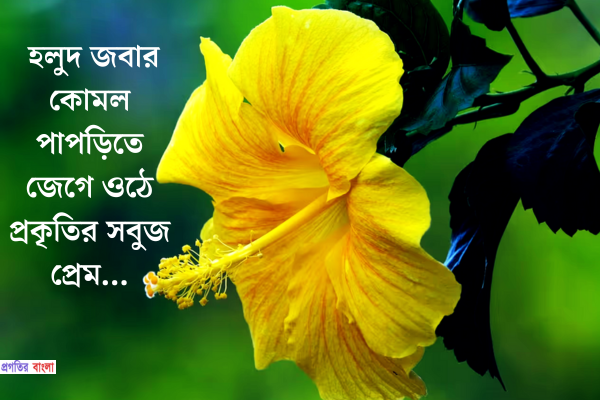 হলুদ জবা ফুল নিয়ে ক্যাপশন 