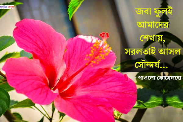 জবা ফুল নিয়ে উক্তি