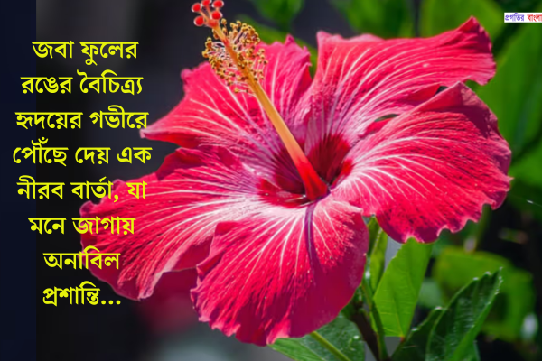 জবা ফুল নিয়ে ক্যাপশন