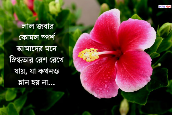 জবা ফুল নিয়ে স্ট্যাটাস