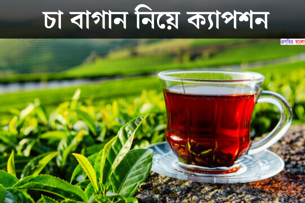 চা বাগান নিয়ে ক্যাপশন