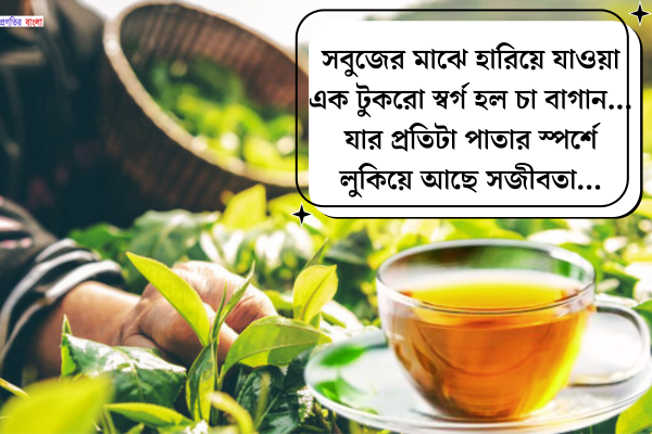চা বাগান নিয়ে ক্যাপশন